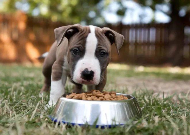 How to Pick the Best Dog Food for Your Growing Pitbull Puppy