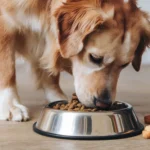 The Health Benefits of Choosing Wellness White Fish Dry Dog Food for Your Pet