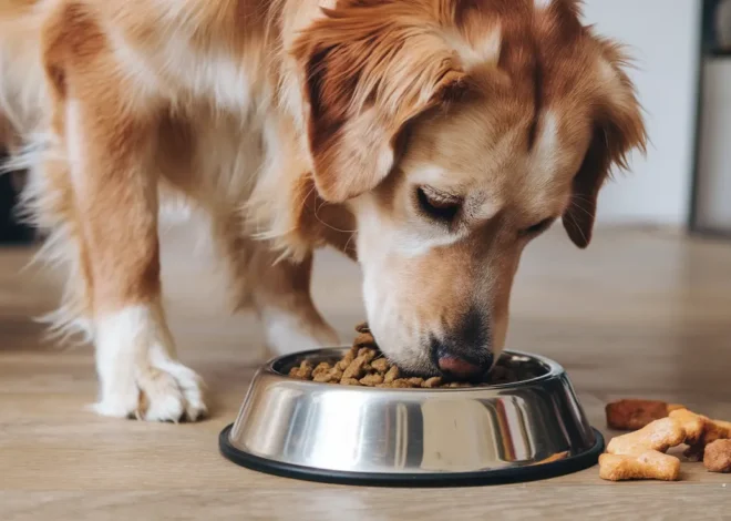 The Health Benefits of Choosing Wellness White Fish Dry Dog Food for Your Pet